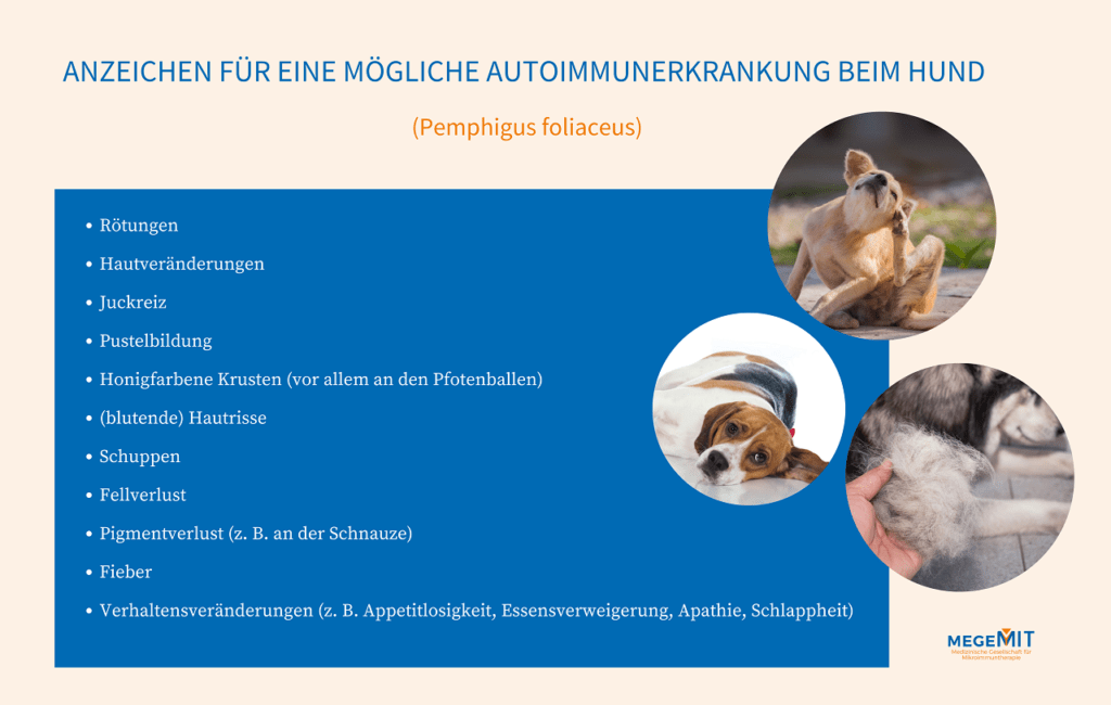 Autoimmunerkrankung Hund erkennen