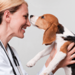 Autoimmunerkrankung Hund behandeln