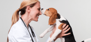 Autoimmunerkrankung Hund behandeln