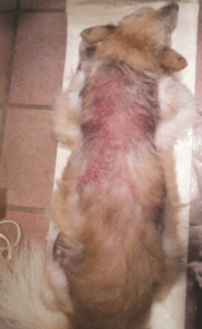 Autoimmunerkrankung Hund Filou 1