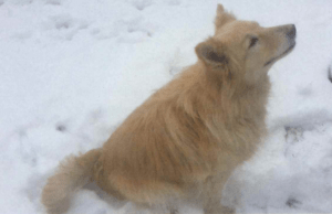 Autoimmunerkrankung Hund Filou 3