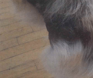 Autoimmunerkrankung Hund Filou 2