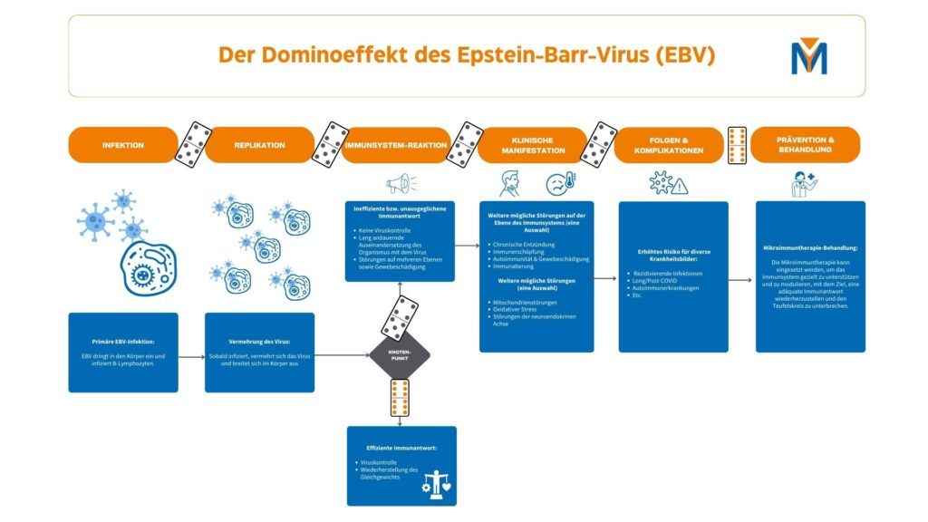 EBV Virenabfolge